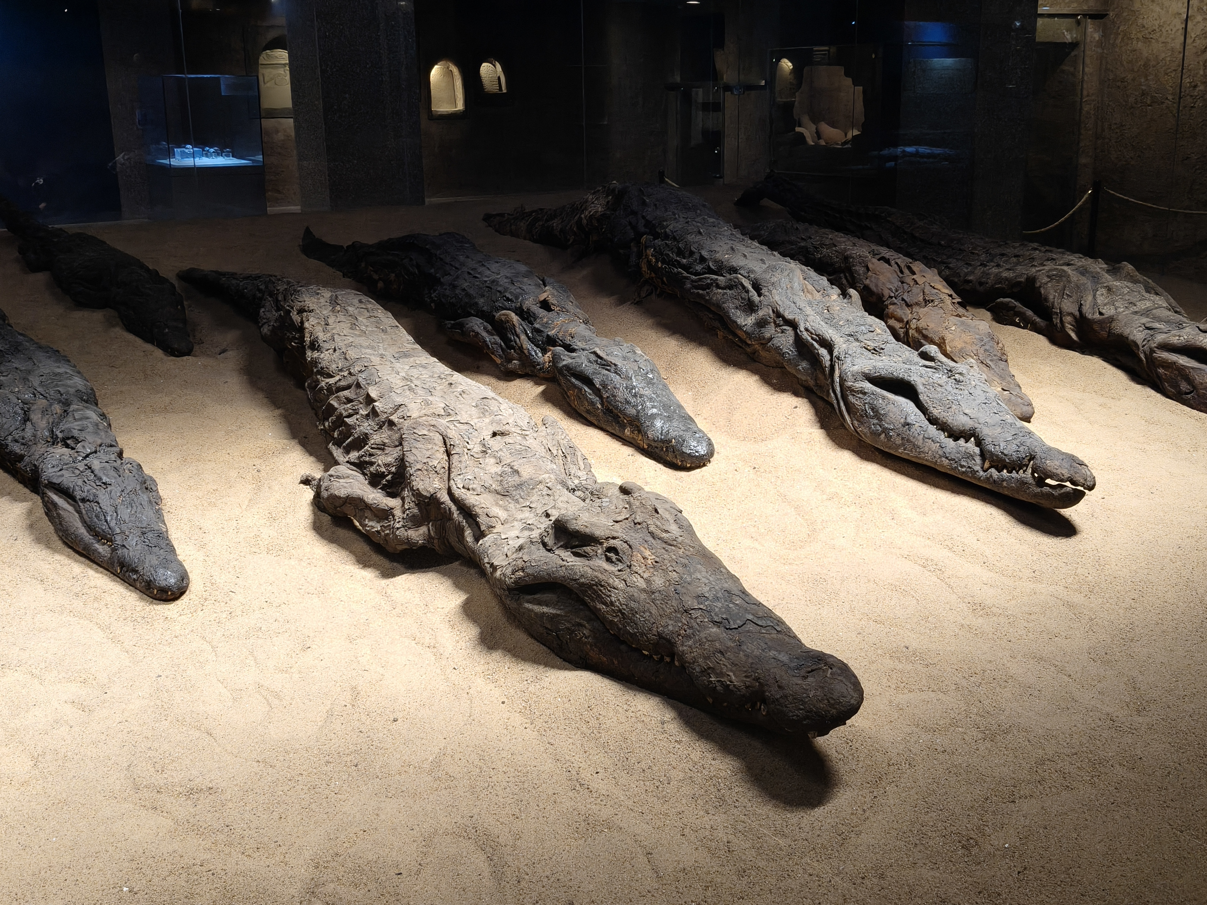 Crocodiles momifiés — Kom Ombo