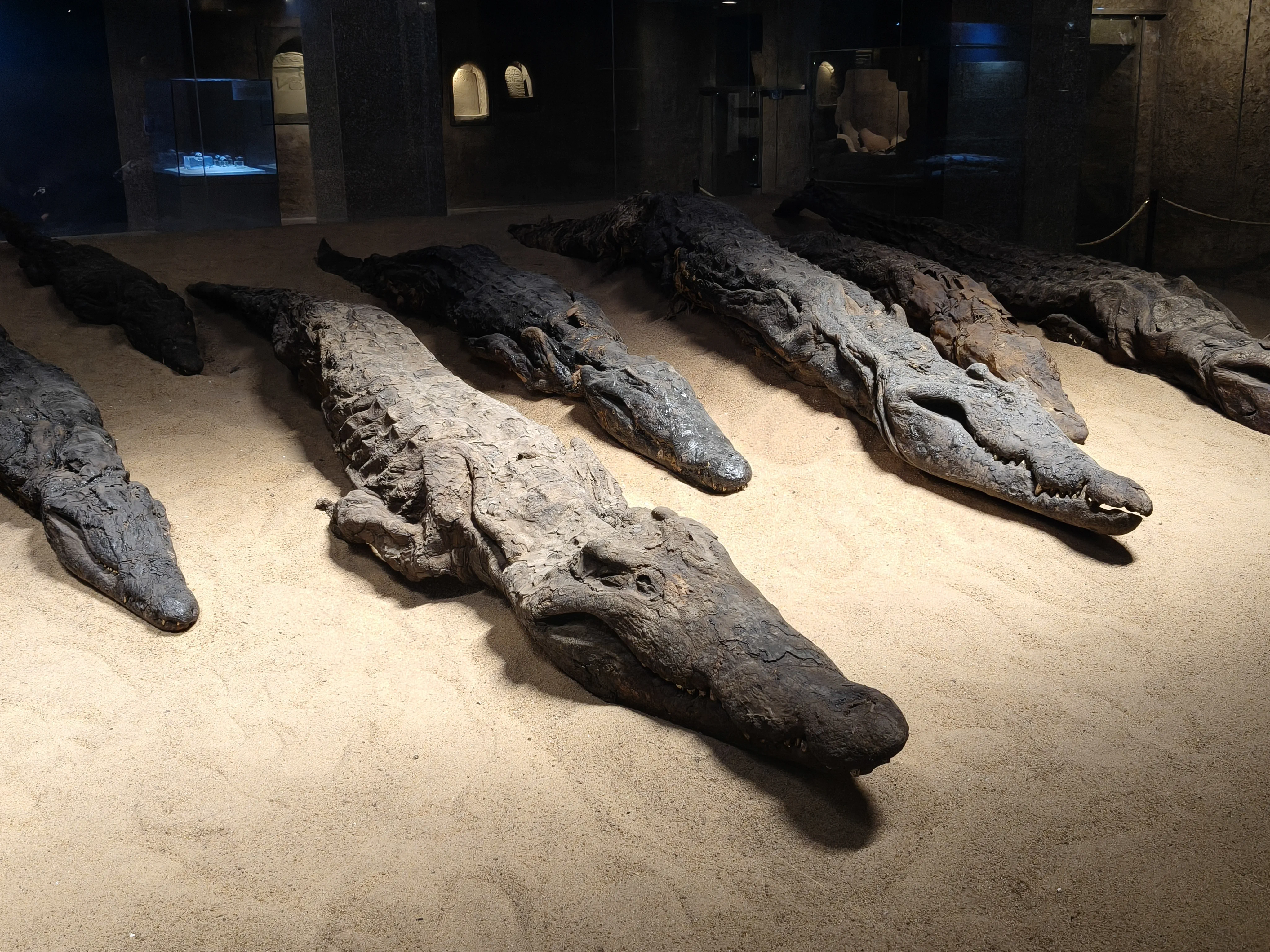Crocodiles momifiés — Kom Ombo
